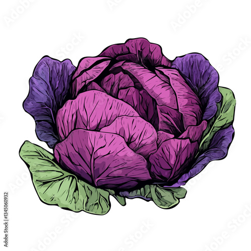 A Simple hand-drawn colorful Cabbage. Trendy abstract minimal style. Natural fresh. Vector illustration isolated on a white background, vector illustration. eps format
