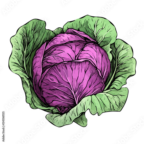 A Simple hand-drawn colorful Cabbage. Trendy abstract minimal style. Natural fresh. Vector illustration isolated on a white background, vector illustration. eps format