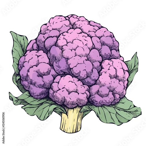 Hand-drawn painting of purple Cauliflower. Trendy abstract minimal style. Natural fresh. Vector illustration isolated on white background, vector illustration, Eps