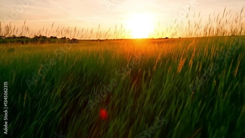 Golden Horizon: A captivating view of tall green grass swaying gently in the wind under a sunlit sky, painting a picture of serenity and warmth.