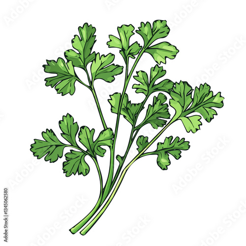 Hand-drawn painting of colorful Cilantro branch. Trendy abstract minimal style. Natural fresh. Vector illustration isolated on white background, vector illustration	