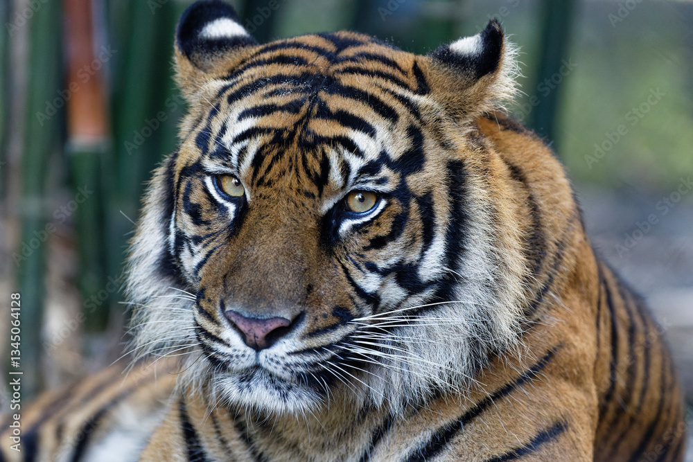 Fototapeta premium Tiger