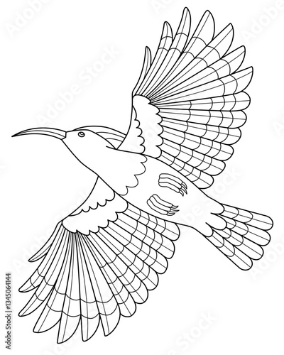 Hoopoe, bird in flight, bottom view - vector linear picture for coloring. Outline. Eurasian Hoopoe, a colorful bird with a crest for a coloring book.	