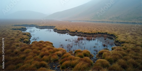 A moor or wetland with acidic, nutrient-poor soil, dominated by peat and unique flora