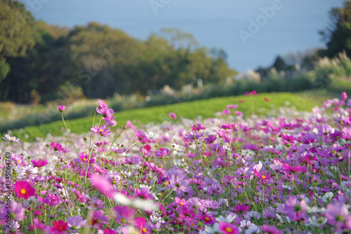 花畑