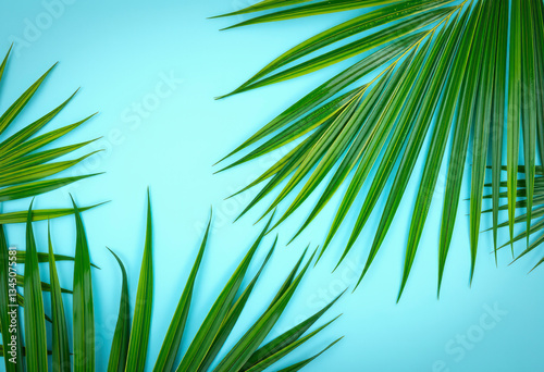 Tropical palm leaves create a lively frame against a calming blue background, perfect for summer or spring nature themes and designs.