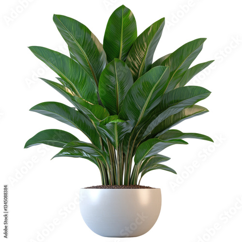 Wallpaper Mural Elegant Green Heliconia Rostrate Plant Torontodigital.ca