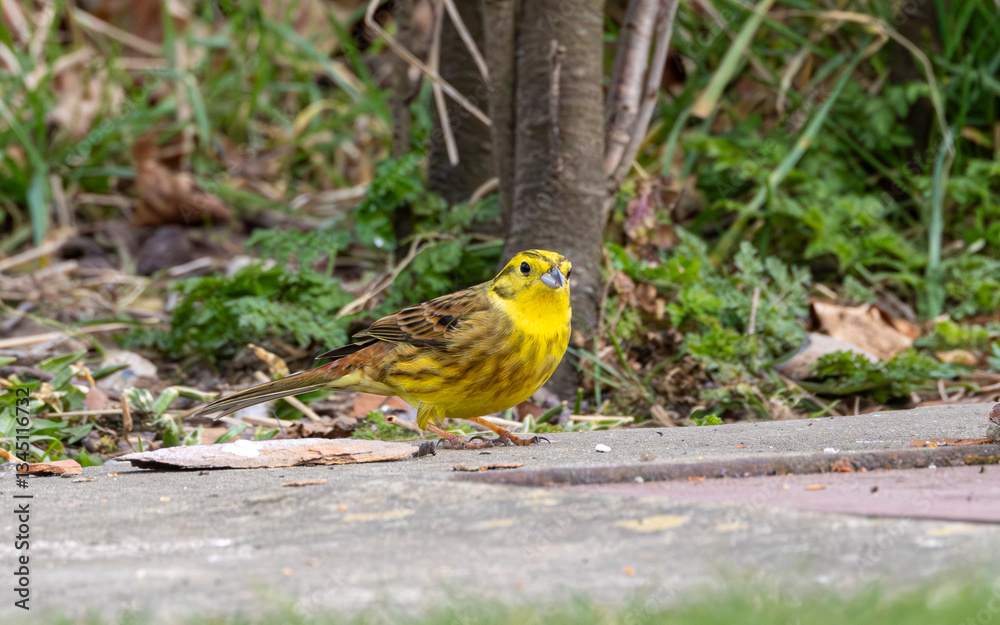 Brightly coloured yellowhammer in a rural garden. Brightly coloured yellowhammer in a rural garden.