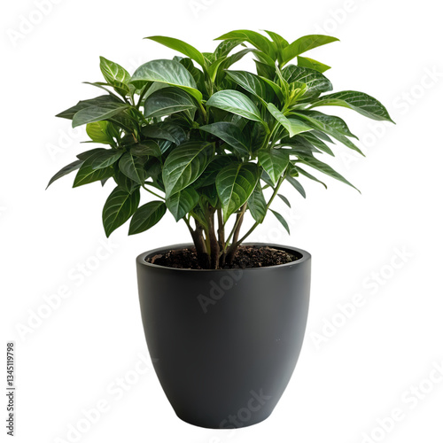 Wallpaper Mural Gardenia Plant in Black Pot Torontodigital.ca
