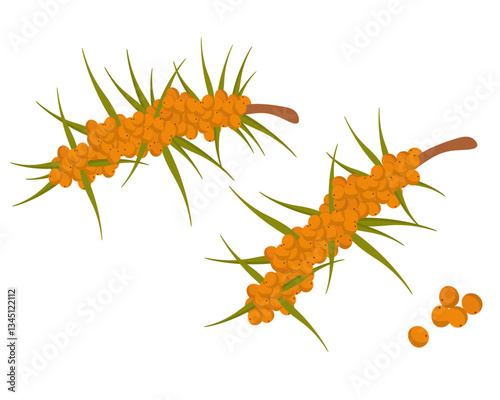 Sea buckthorn branches and berries, useful berry for cooking and food for design
