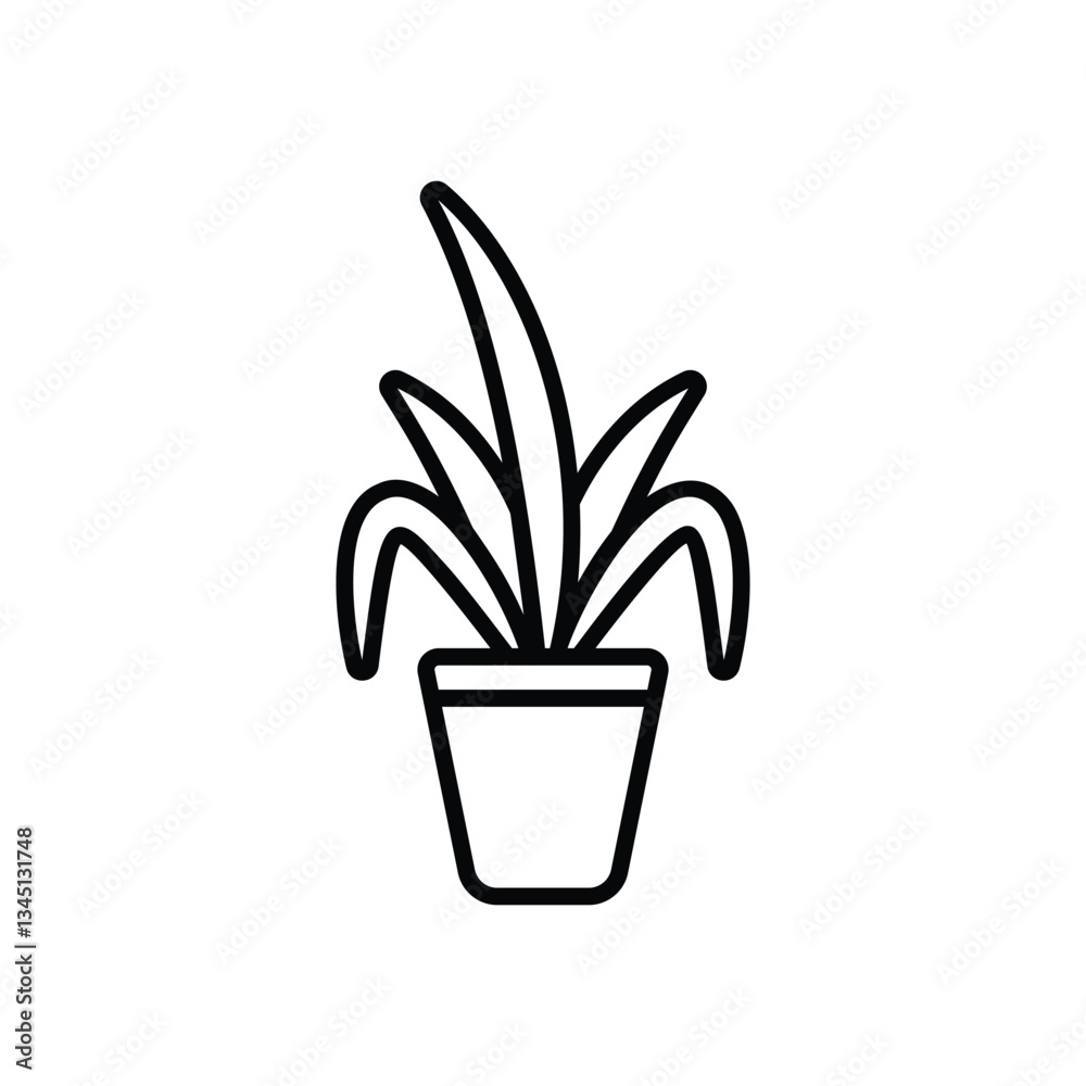 Chinese evergreen Vector icon Chinese evergreen Vector icon
