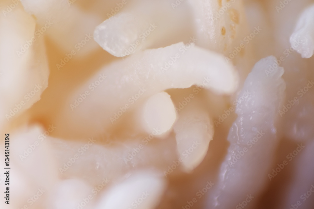 Fototapeta premium Bacteria growth on white rice kept in the fridge for a week