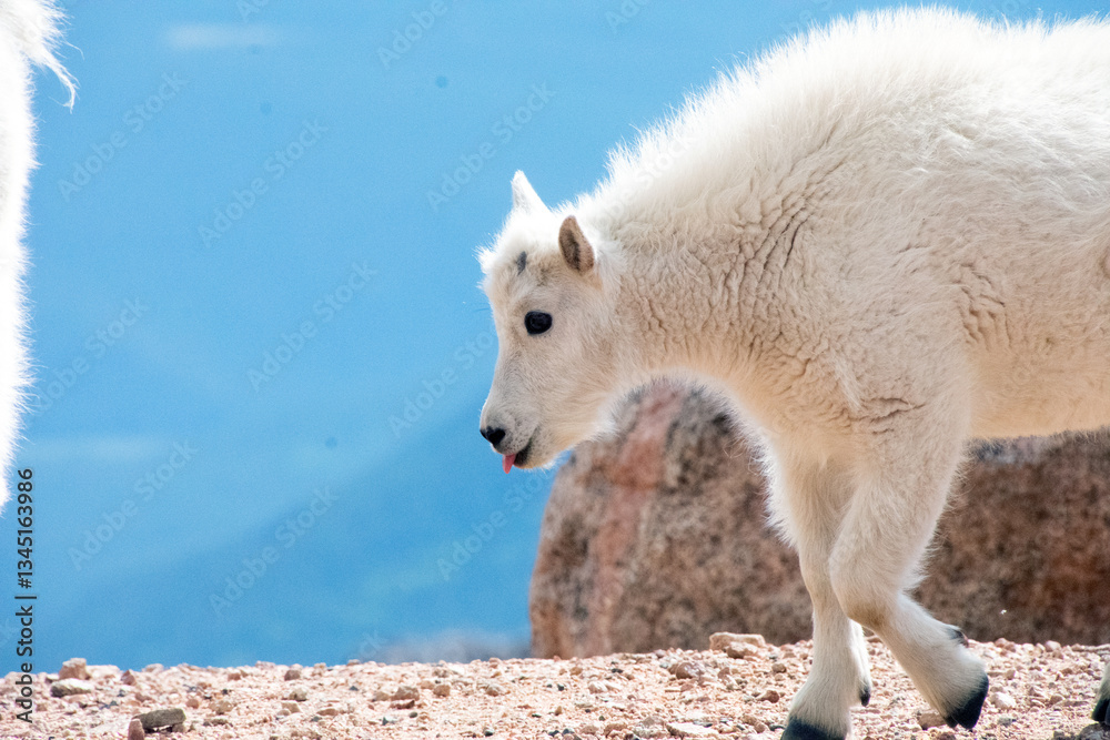 mountain goat kid at mt blue sky colorado