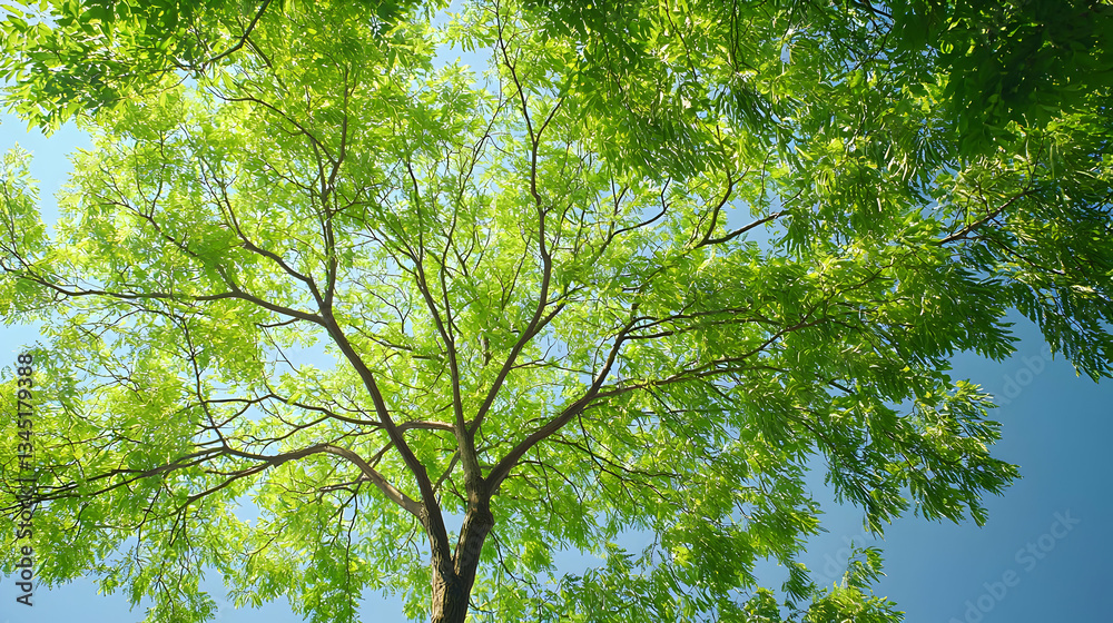 Fototapeta premium Looking Up At Lush Green Tree Canopy