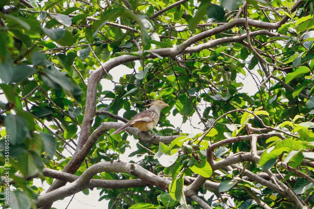 White-rumped anu bird in dense green foliage White-rumped anu bird in dense green foliage