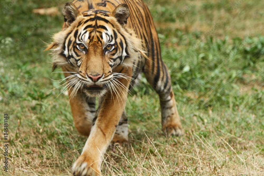 Obraz premium A Sumatran tiger walks in the grass while looking at the camera