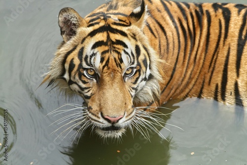 Obraz na płótnie the angry face of a sumatran tiger in the water w salonie