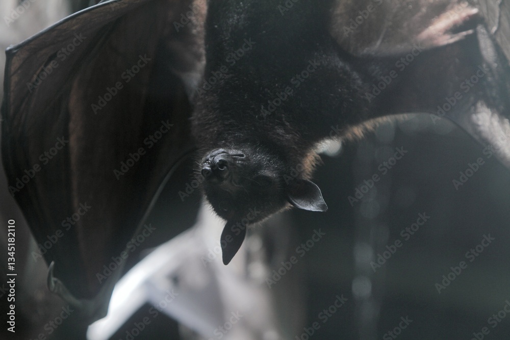a bat sleeping hanging on the roof
