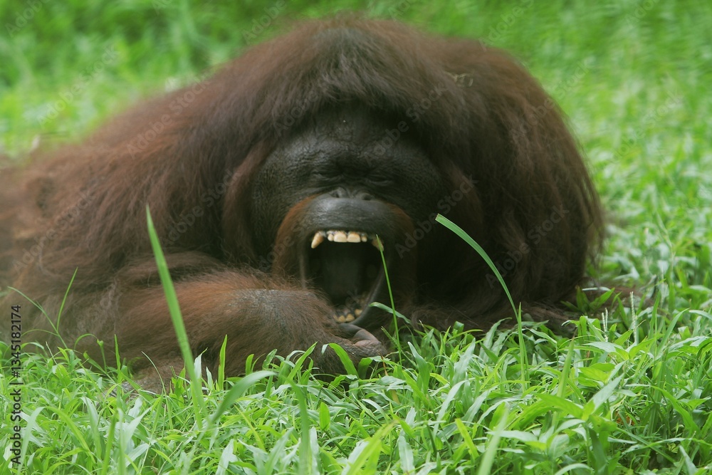 an orangutan lying on the grass yawning