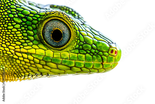 Vibrant green lizard with intricate scale patterns set against white