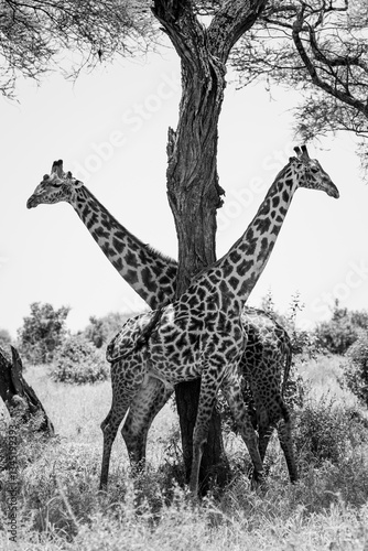 Photography Two Giraffes by a tree in black and white
