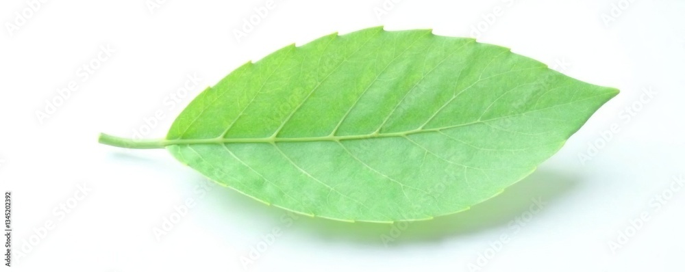 Single leaf of isolated eucalyptus tree on white background, leaf, isolated Single leaf of isolated eucalyptus tree on white background, leaf, isolated