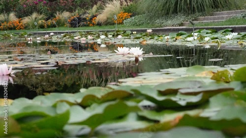 Landscape of pond with water lilies in botanical garden. Low point view