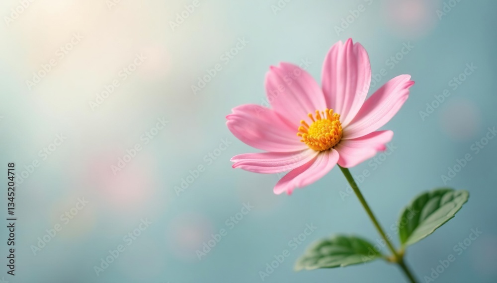 A small flower on white background with soft cool light, flowers, gentle A small flower on white background with soft cool light, flowers, gentle