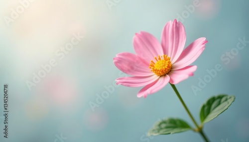 A small flower on white background with soft cool light, flowers, gentle