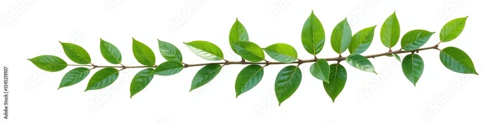 Dark green branch isolated on white background, nature, tree Dark green branch isolated on white background, nature, tree