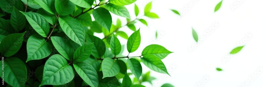 Dense foliage with large leaves isolated on white background, single, green, solitary Dense foliage with large leaves isolated on white background, single, green, solitary