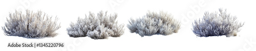 Four frost covered shrubs winter plants isolated on Transparent Png