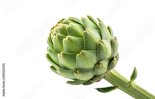 testy Artichoke isolated on transparent background