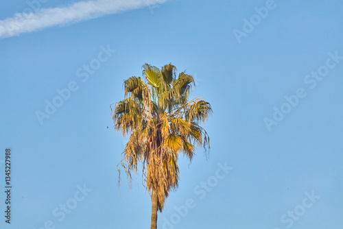 Wallpaper Mural Colorful Palm Tree Against Blue Sky Torontodigital.ca