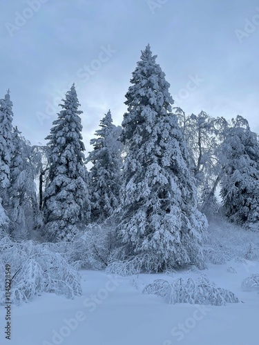 Trees laden with snow