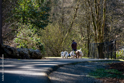 Photography Dog walker with many dogs on leashes walking on a wide path in a public park, su