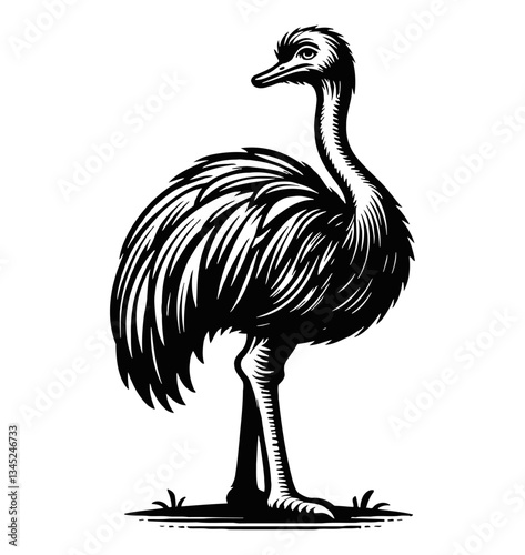 Emu Standing Profile Side View Black and White Detailed Vector Illustration on White Background