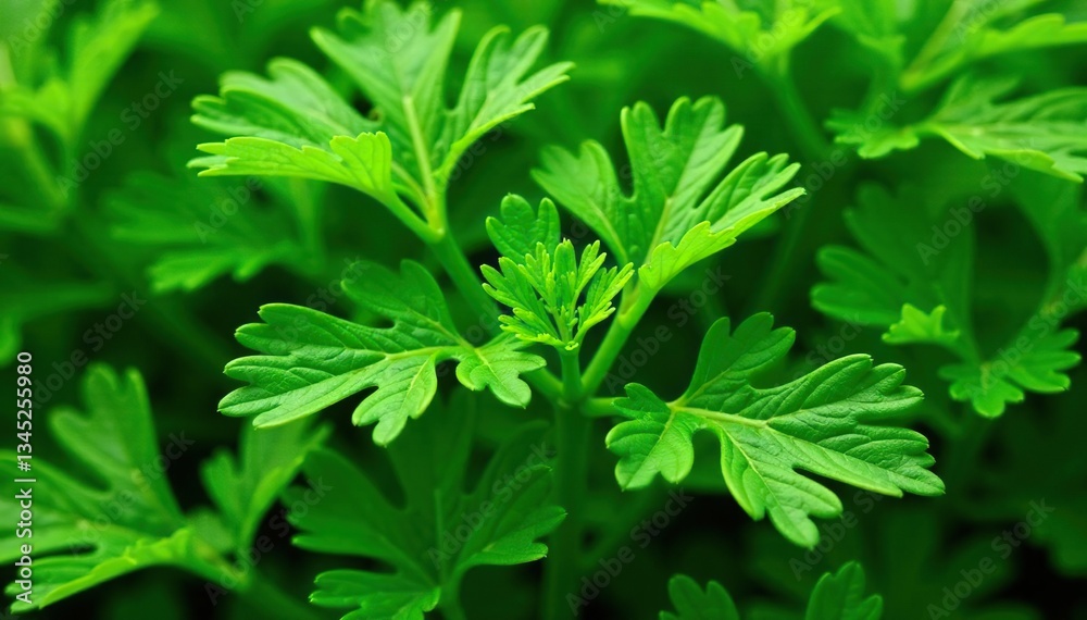 Fresh parsley leaves forming intricate natural pattern , nature, leaves Fresh parsley leaves forming intricate natural pattern , nature, leaves
