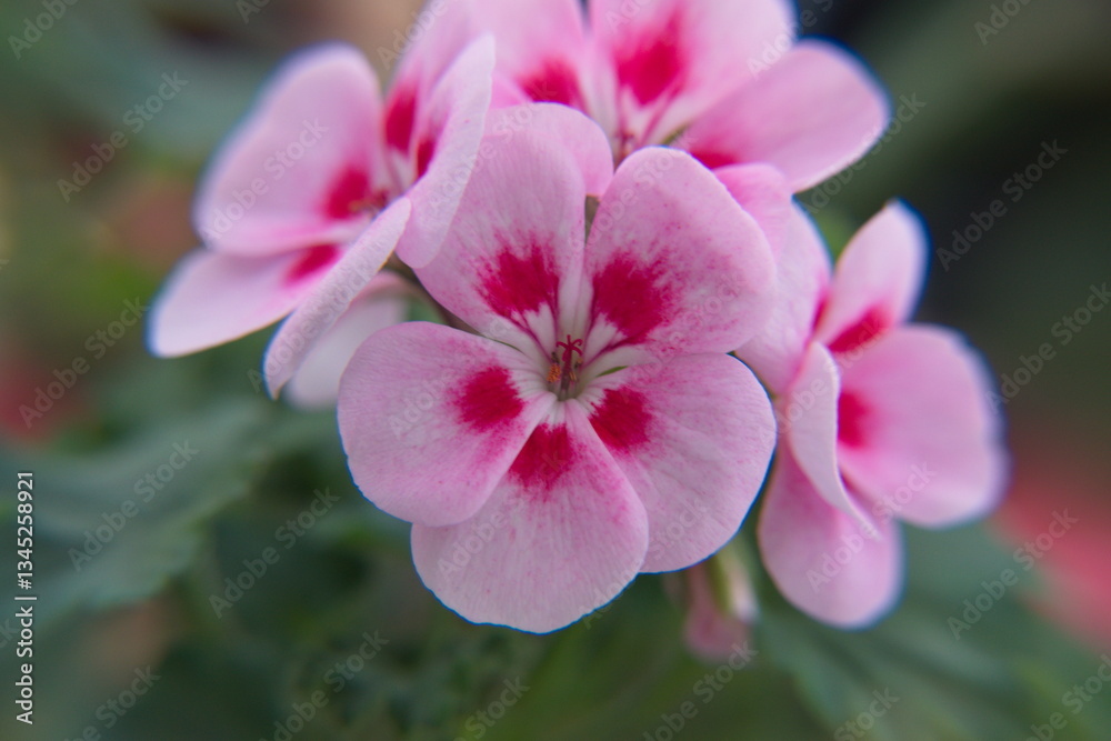 Naklejka premium Pink Geranium Zonal in bloom, Pelargonium hortorum with bicolor pink flowers