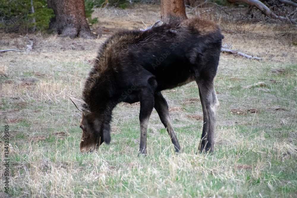 Fototapeta premium Moose grazing in a filed