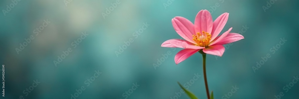 Obraz premium Single stem of a long and thin colored flower, color, stem