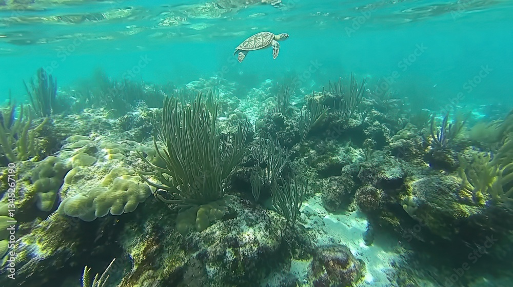 Fototapeta premium Underwater Turtle Paradise: A Glimpse into a Vibrant Coral Reef Ecosystem