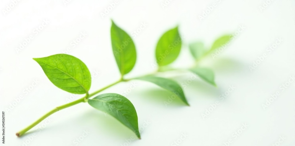 Delicate stem with soft green leaves isolated on white background, nature photography, botanical, macro