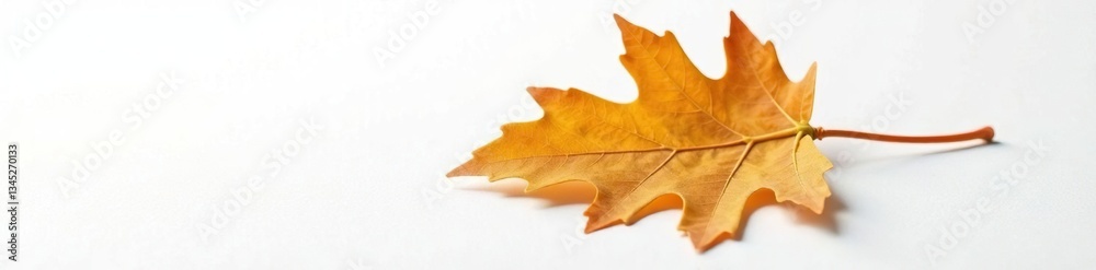 Fototapeta premium single oak leaf against a crisp white surface, nature, leaf