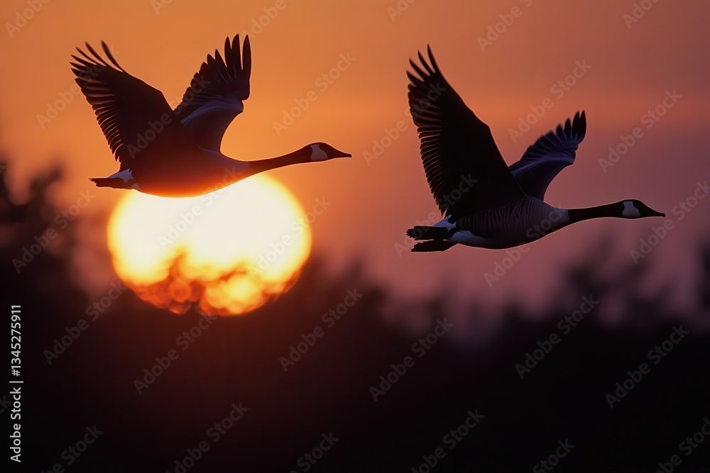Fototapeta premium Silhouetted geese flying at sunset against a vibrant sky.