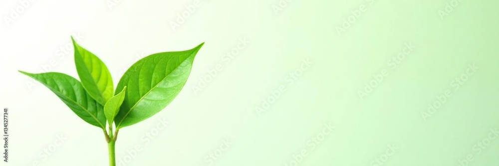 Fototapeta premium Lush green plant isolated on white background, stem, closeup