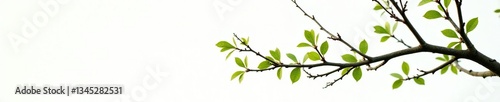 Thin and wiry branches isolated on white with leaf details, greenery, tree sprouts