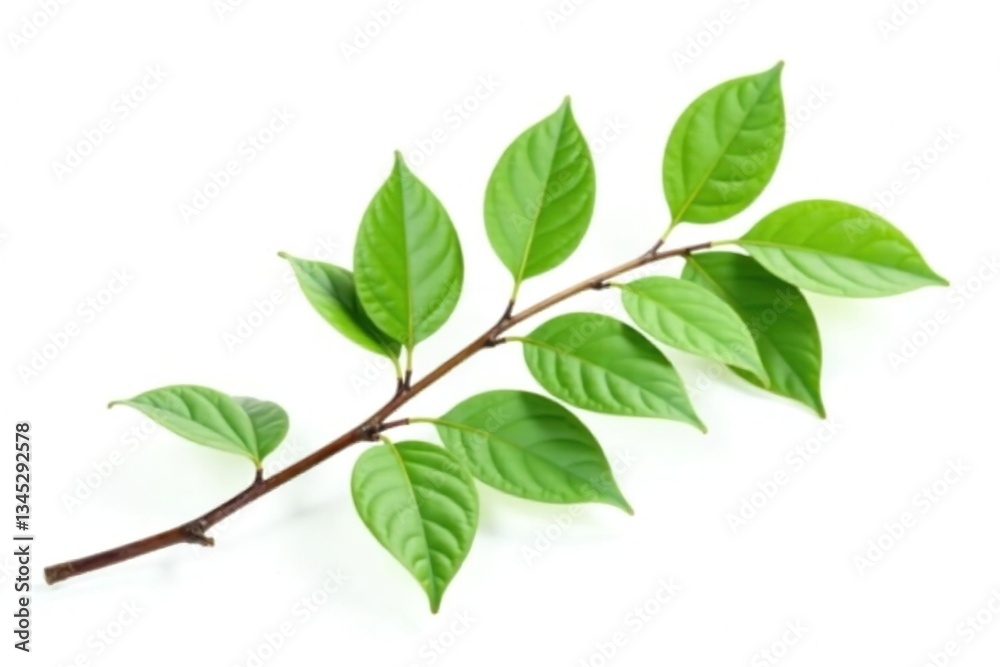 Single isolated branch with leaves on white background, serenity, foliage Single isolated branch with leaves on white background, serenity, foliage
