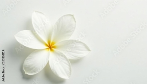 Close-up of pristine white petals on a pure white backdrop, minimalist, background