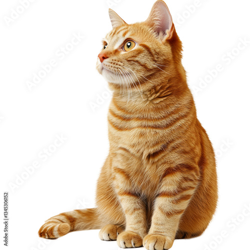 Quadro su tela Orange Tabby Cat Sitting and Looking Up on White Background